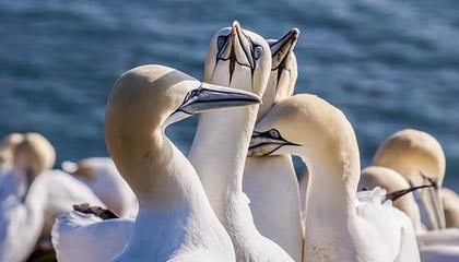 fb体育官网app-曼城3-1莱斯特城，哈兰德独中两元，曼城2_0莱斯特城